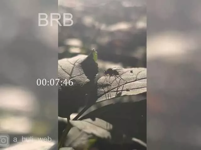 Freechat A-Huli on BongaCams