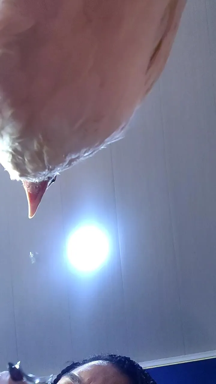 Offline amanne_misa on Cam4