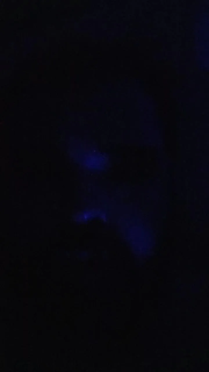 Offline bearneighbor on Cam4