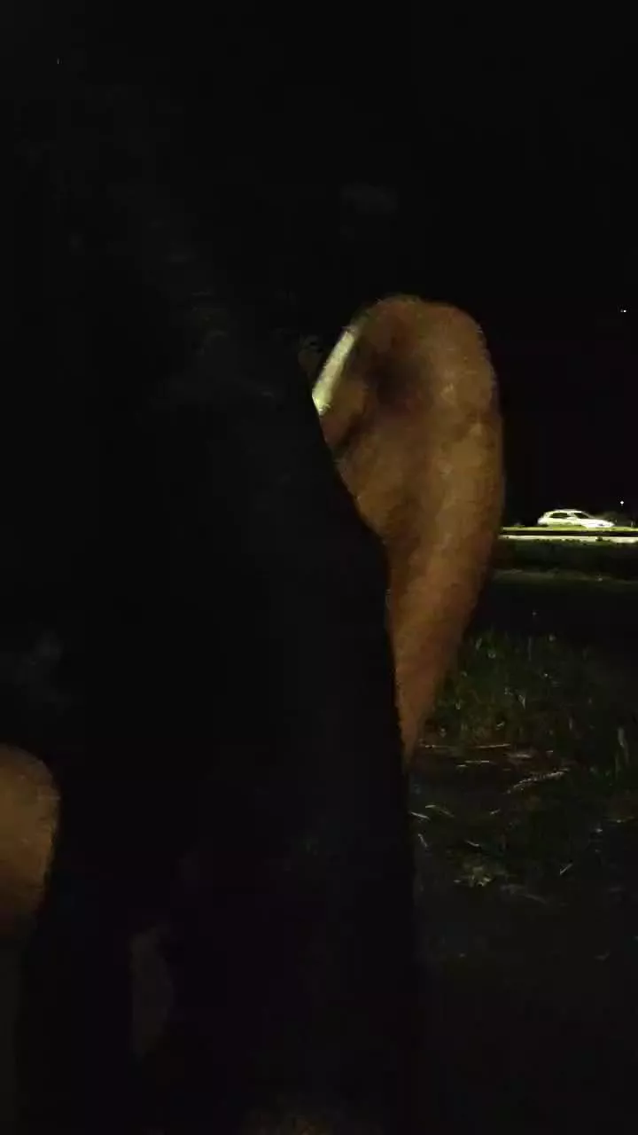 Offline Granbig989 on Cam4