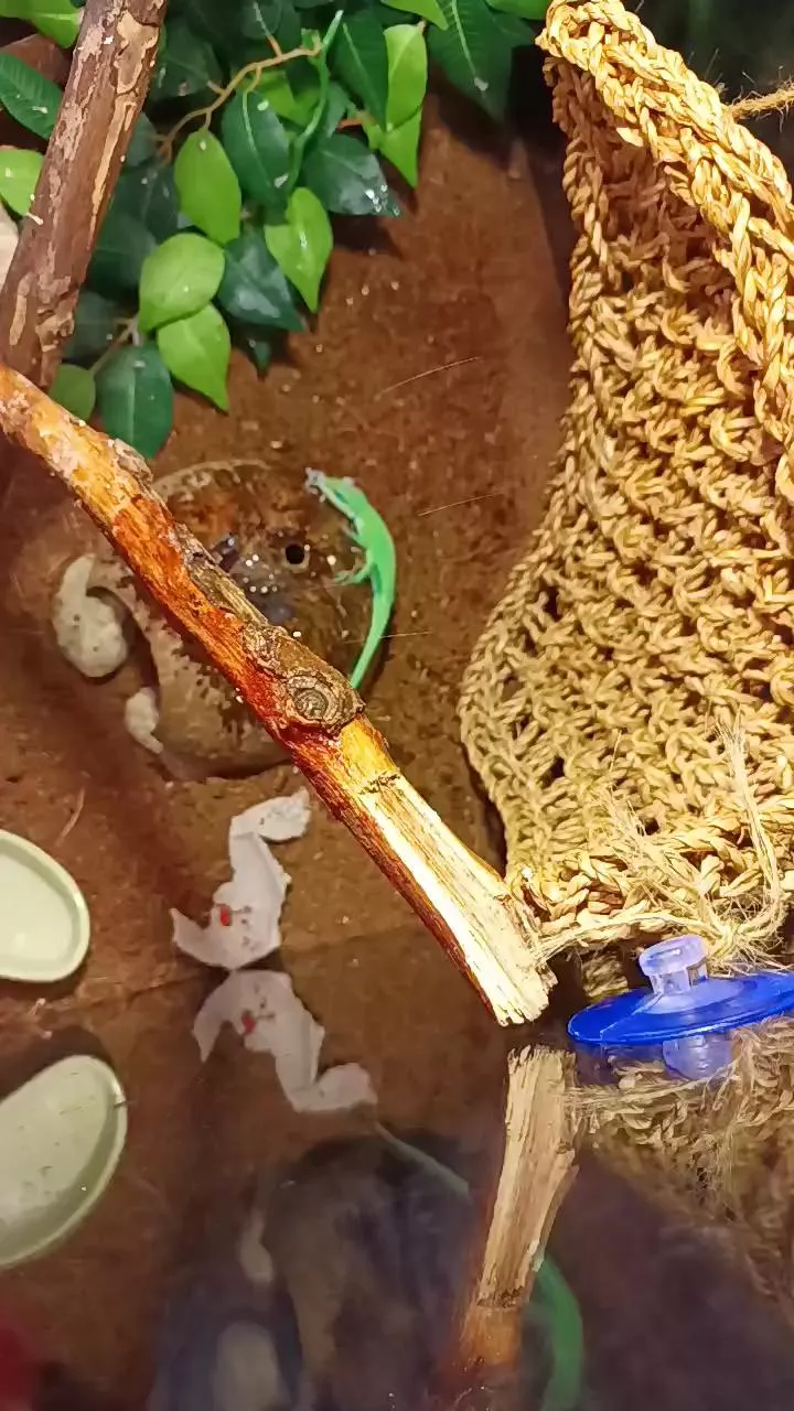 Offline Latinlover513 on Cam4