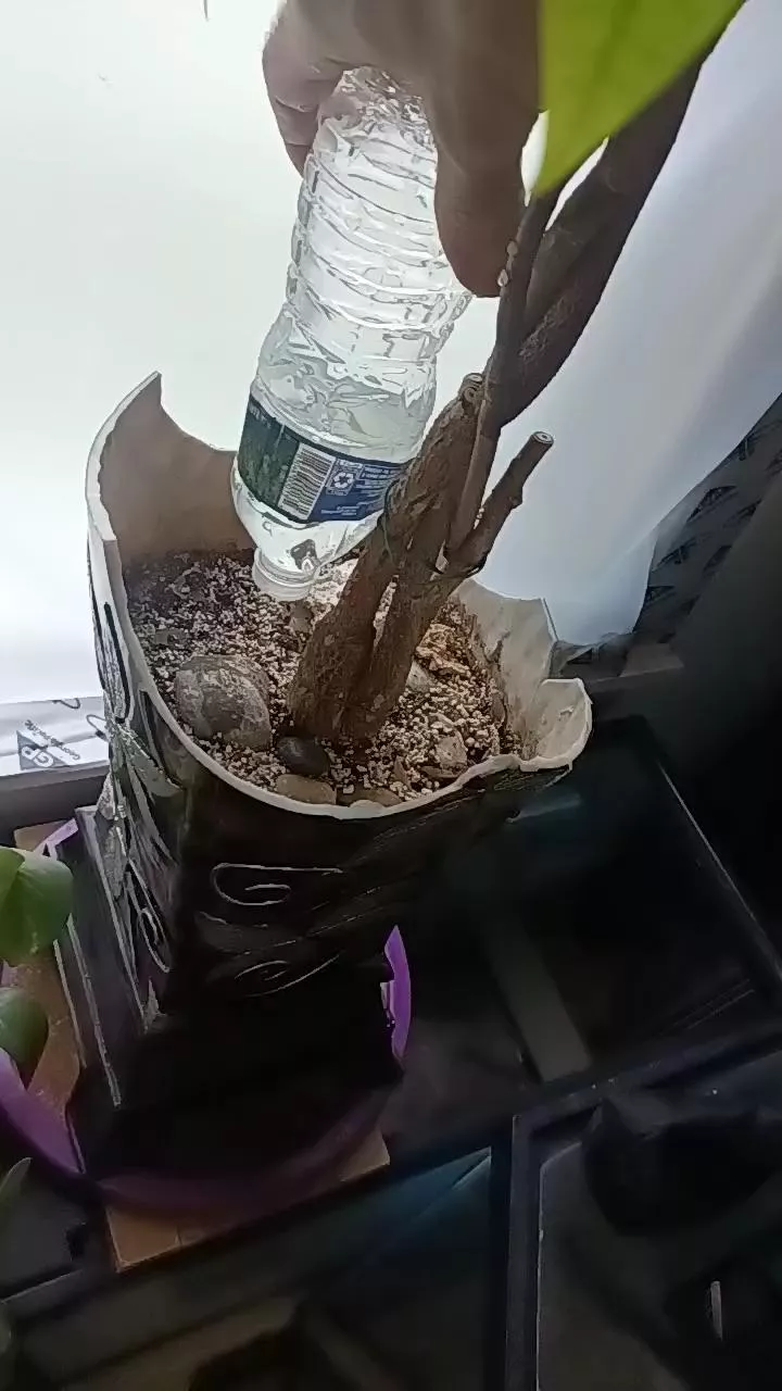 Offline Latinlover513 on Cam4