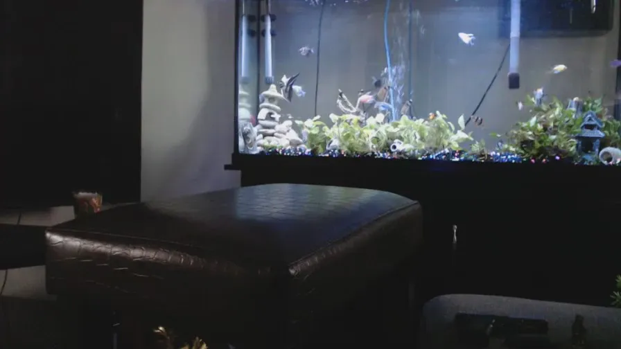 Offline Latinlover513 on Cam4