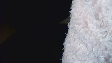 Offline Lily01 on Cam4