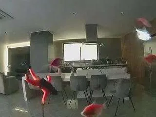 Freechat voyeurcam-casa-salsa-fishtank on CamSoda