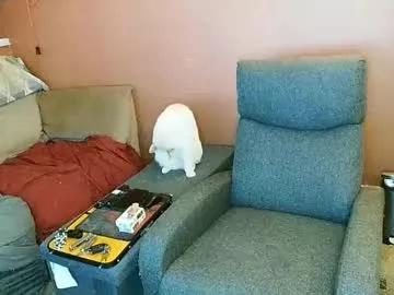 boredandirish21 from Chaturbate is Freechat