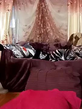 Angelis_Paradise from StripChat is Freechat
