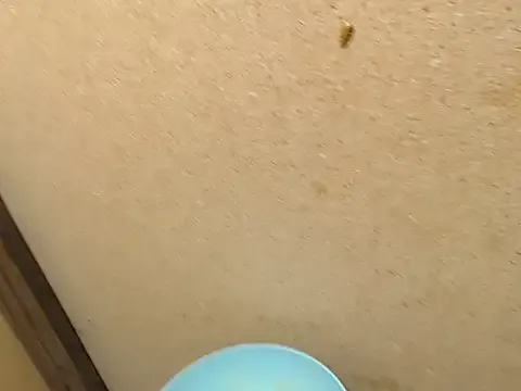 Freechat SWEETSEXYBARBIE on StripChat