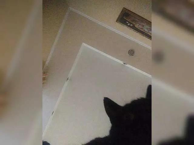 Offline LunaRex on BongaCams