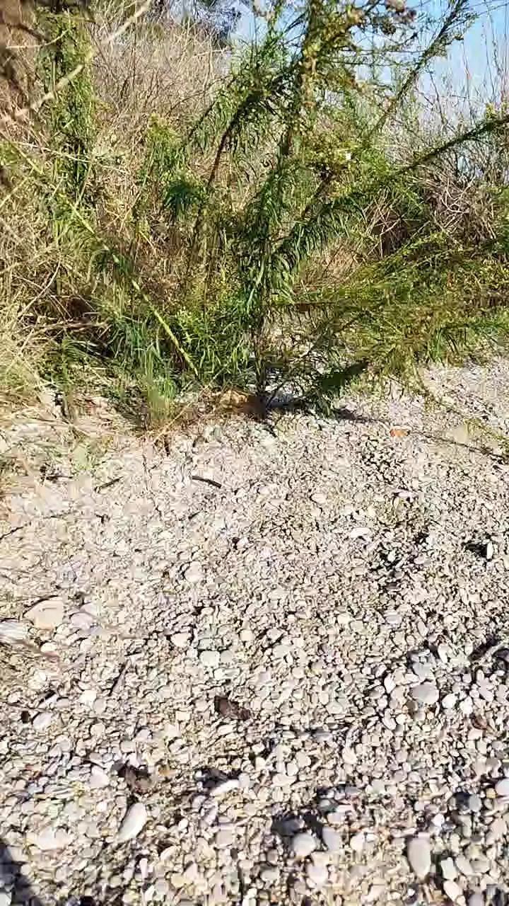 Offline delfin1111 on Cam4