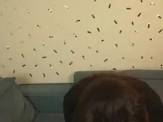 Offline jannetcotant on CamSoda